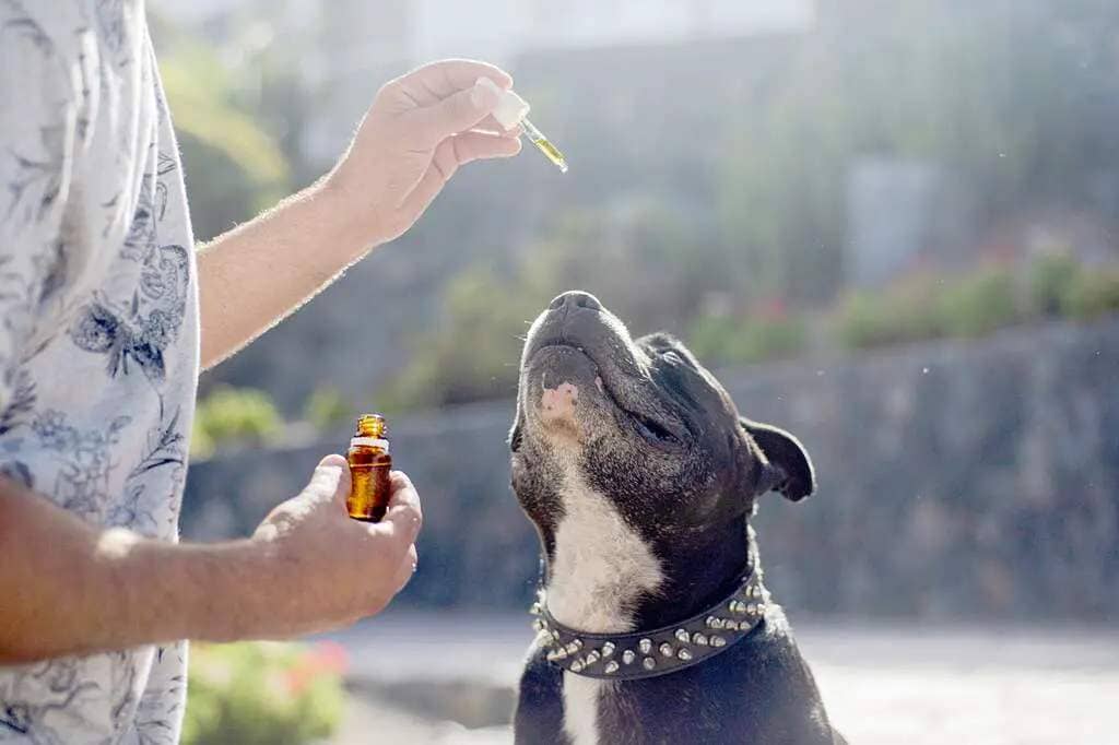 cbd oil dogs, cbd oil pets, hemp oil dog