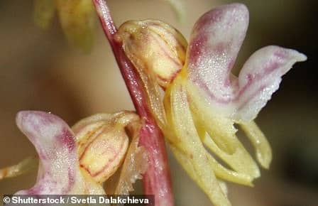 The Ghost Orchid was last seen in 2009 in a Herefordshire wood