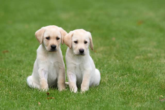 Adorable guide dog puppies need homes in Northamptonshire. Photo: STEWART TURKINGTON.
