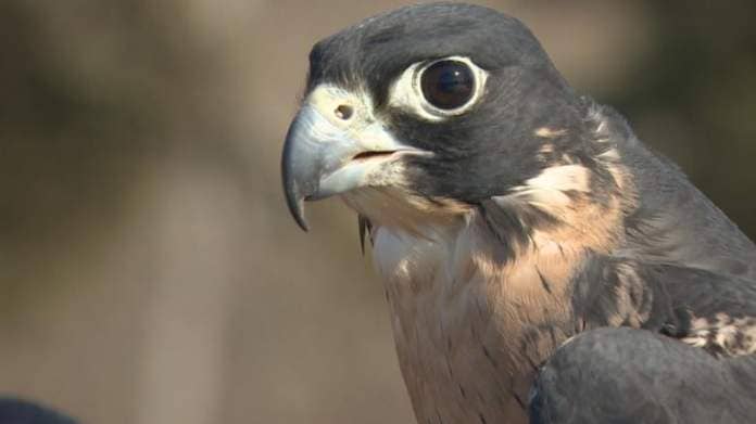 A close up picture of a peregrine falcon's head.