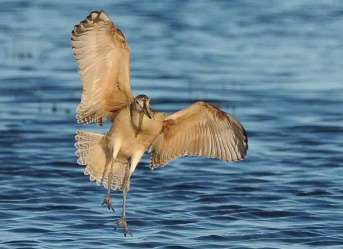 A bird with tan feathers extends its legs right before touching the dark blue surface of the water. 