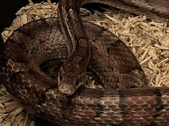 The snake travelled from Tipton. Photo: Linjoy Wildlife Sanctuary and Rescue