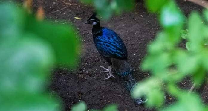 Birds from Harewood House Bird garden which have been relocated to Tropical World, Leeds. Pictured A Palawan pheasant. Picture By Yorkshire Post Photographer,  James Hardisty
