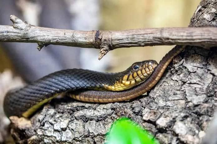 Plain-bellied water snake (Nerodia erythrogaster)