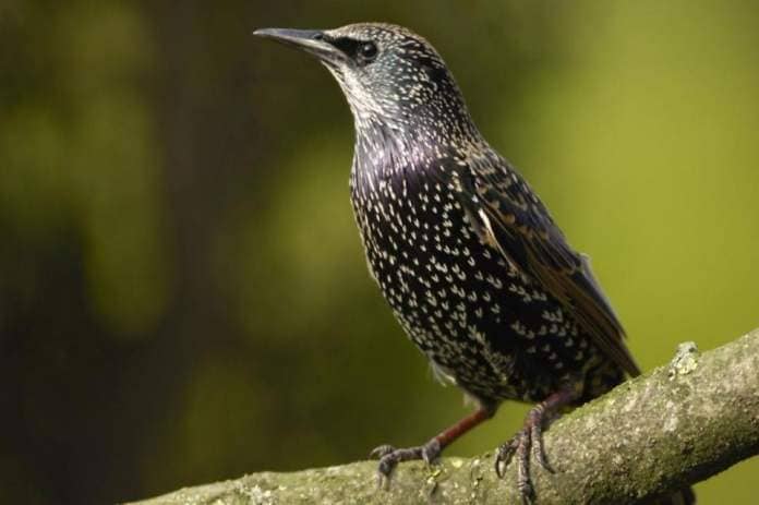 Starlings topped the list of most-spotted birds in the 2023 GWCT Big Farmland Bird Count &lt;i&gt;(Image: RSPB)&lt;/i&gt;
