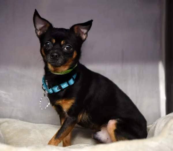 "Adam Sandler" is one of the Chihuahuas removed from a hoarding situation and subsequently made available for adoption at the Northbrook animal rescue.
