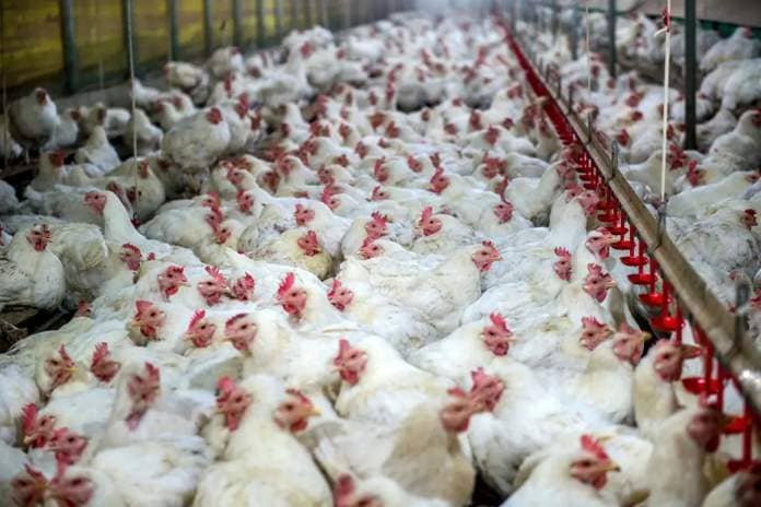 Brazil, the largest exporter of chicken into South Africa, recently detected two cases of Avian influenza (bird flu) in wild birds. Photo: Archive