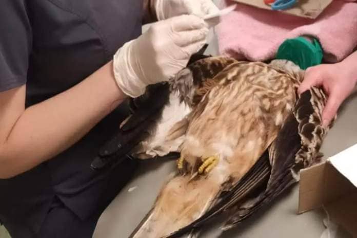 The bird is now being cared for at Ryedale Wildlife Rescue. Pictures: Durham Constabulary <i>(Image: Durham Constabulary)</i>