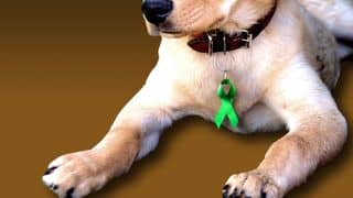 Illustration of yellow lab whose dog collar has a cancer ribbon attached, instead of ID tags.