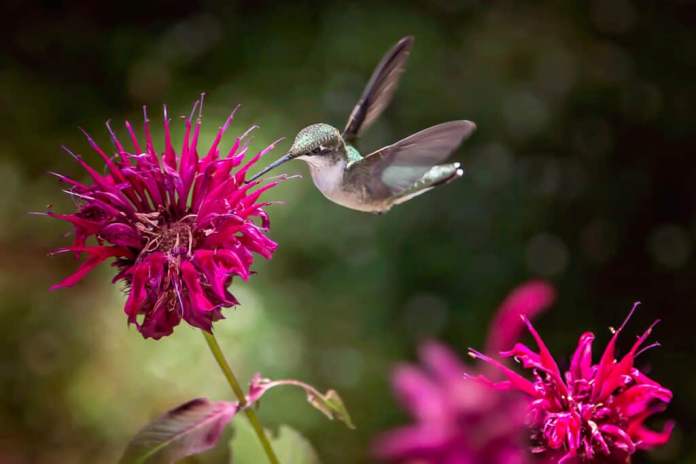 Hummingbird drinking nectar from a bright red bee balm plant flower