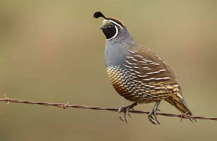 California quail is one of the dumbest birds in the U.S.