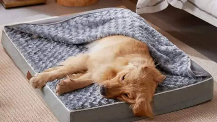 WNPETHOME dog bed with blanket