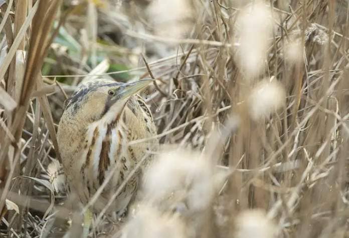 A bittern crouched amid reeds.