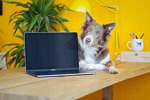 black and white border collie puppy beside black laptop computer on brown wooden table