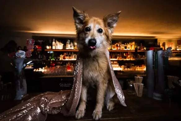 Annabel Osborne’s portraits of the ‘inner superhuman’ of dogs is on exhibit at The Carrington. Pictured is Audrey, the dog belonging to Carrington publican Robert Alexander.