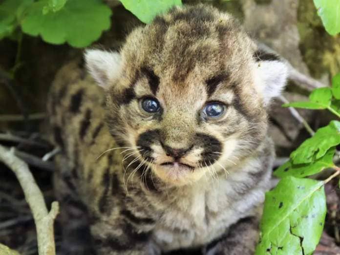 A tiny mountain lion looks at the camera while standing in poison oak