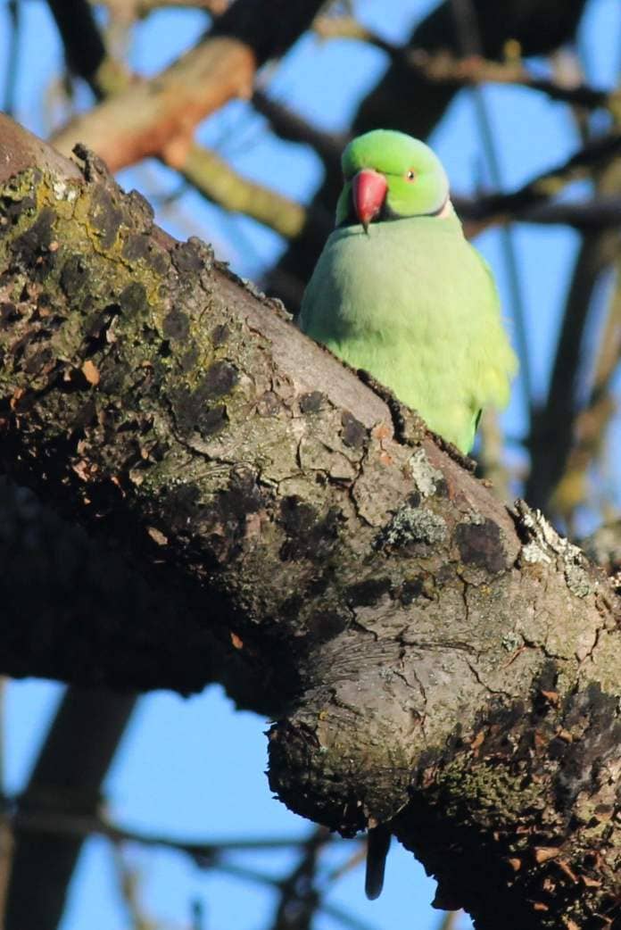 Richard Brooke's photos of Ring-necked Parakeets were taken at a local nature reserve in Walsall.