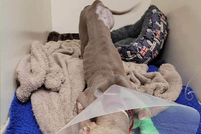 Pluto has had to have his leg amputated after he was hit by a car and left without veterinary care for several days.