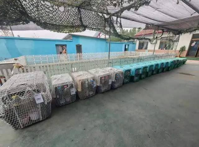 Courtesy of China Rescue Dogs