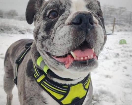 This seven year old bulldog is looking for a new home through no fault of her own. Lottie's behaviour has improved since returning to the rescue, and once she trusts you Lottie will be the friendliest companion. Lottie would be suited to being the only pet in the home. Phone: 01908 584000 Email: beds.reception@nawt.org.uk
