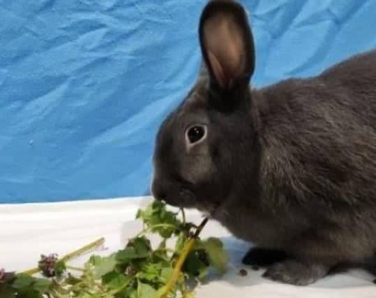 Bronson is an 18-month-old neutered male bunny who is looking for a new home with another rabbit that he can call his new friend. This super sweet and confident rabbit will happily come over to say hello, and could happily live with children and other animals in the new home. Phone: 01908 584000 Email: beds.reception@nawt.org.uk