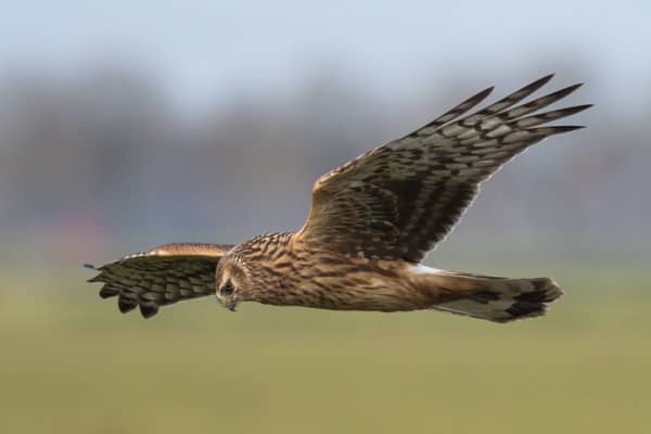 Researchers have said gamekeepers view hen harriers as a threat to their grouse stocks