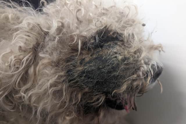 Molly's fur was in a shocking state.