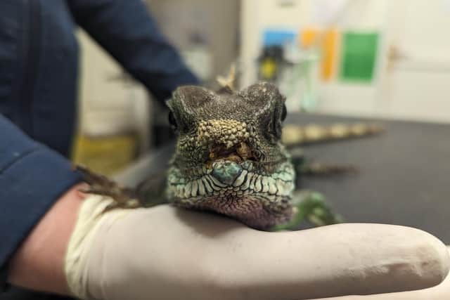 Charlie the Chinese water dragon had to be put to sleep to prevent him further suffering.
