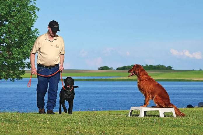 dog trainer with two dogs teaching place training and steadiness
