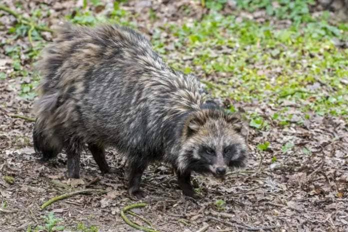 A raccoon dog, or Nyctereutes procyonoides, foraging in a forest. 