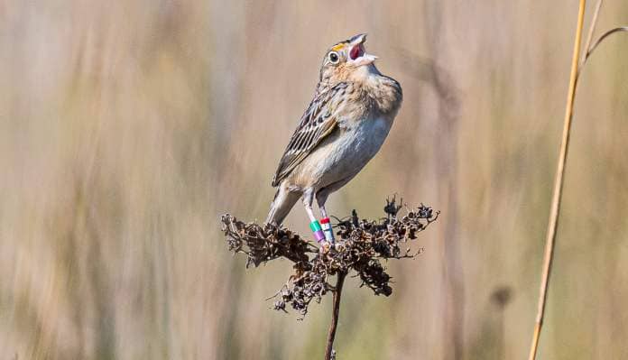Florida Grasshopper Sparrow. (Anders Gyllenhaal)