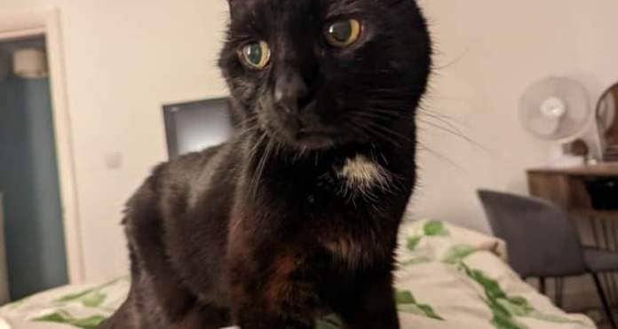Oscar the cat was another tough case for Sheffield Cat Shelter, who earlier this year was left homeless after 20 years when his owner suddenly died.