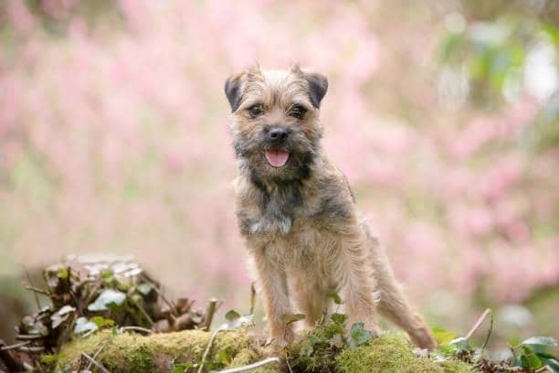 The Border Terrier costs around £6,365 over its 13-year lifespan. The Border Terrier is a slightly more expensive dog breed to buy costing £1,133, however, the maintenance costs are a lot less than other breeds. The average annual pet insurance cost for a Border Terrier is just £204, over £100 cheaper than the average per insurance cost for all breeds of £336.12.