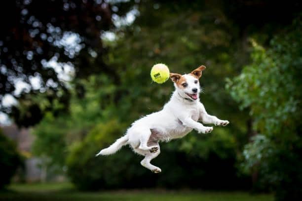 Jack Russells will set you back an average of £7,623 over their 16-year lifespan, just under half the average lifetime costs for all dog breeds of £14,060.