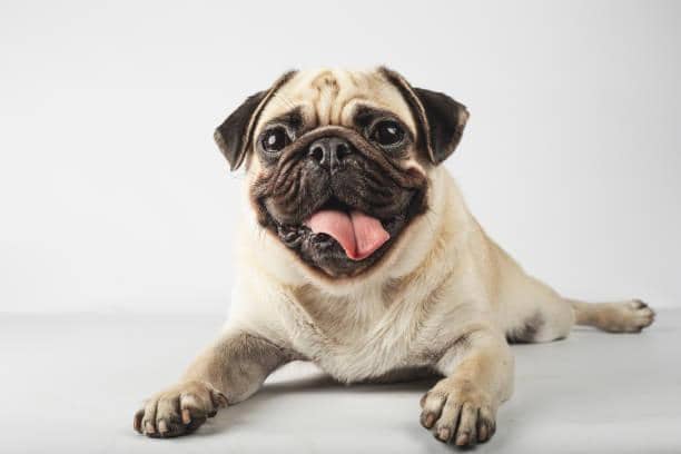 Pugs will cost an average of £1,248 per year. Across their 13.5 year lifespan, they will ultimately cost £7,659.