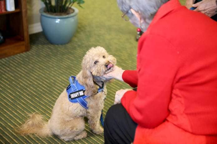GreenFields of Geneva resident Judie Knott visits with therapy dog Grizzly Bear, a 4-year-old mini golden doodle. Grizzly Bear is owned by GreenFields Life Services Manager Leslie Paquette.