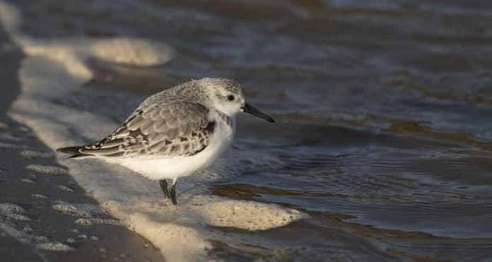 Sanderling – one of the most important birds at Gibraltar Point and The Wash during migration and
over-winter when they can be encountered feeding along the tideline. Photo by Tom Baker