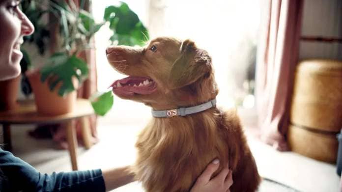 Dog wearing flea collar, with owner