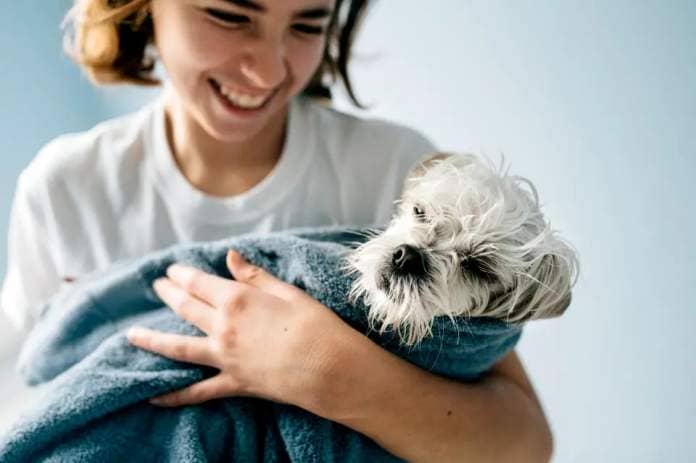 Girl holding a Maltese terrier dog in towel