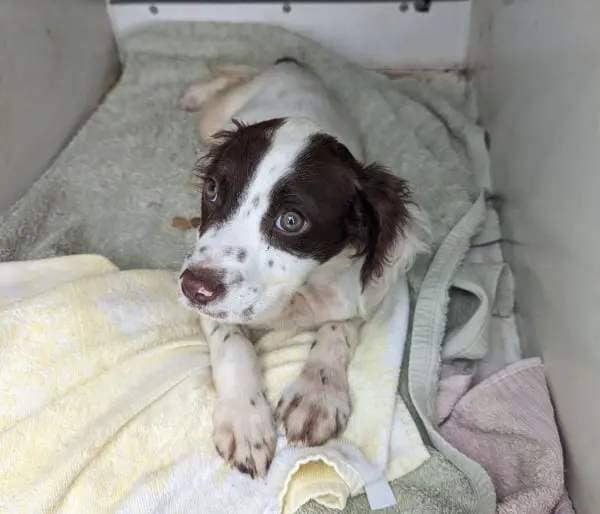 Puppy dumped in a broken cage alongside heartbreaking note