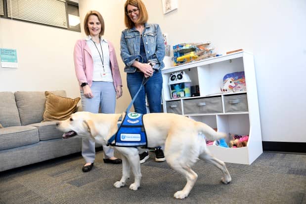 Kammy, a yellow lab therapy dog, will be working in the office of the Berks County Children's Alliance Center and Victim/Witness Unit at the Berks County Services Center. Amy Sundstrom of Pottstown, director of the center, left, and Laura O'Kane of Narberth, Montgomery County, executive director of Paws and Affection, work with Kammy in the waiting room at the center. (BILL UHRICH - READING EAGLE)