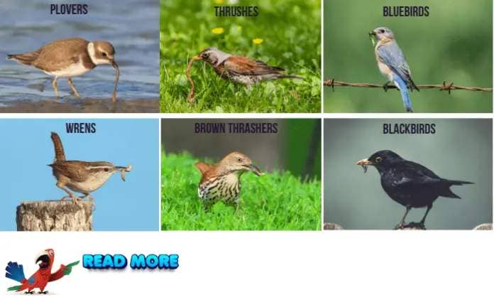 List-of-Birds-That-Eat-Worms
