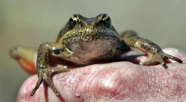 This April 19, 2005 file photo shows a red-legged frog being displayed for visitors after being captured by a Forest Service ecologist in a pond at the Mount St. Helens National Monument, Wash. A new study from the U.S. Geological Survey finds that frogs and other amphibians are disappearing from occupied sites nationwide at the rate of 3.7 percent a year. That puts them on a path to disappearing from half the occupied sites within 20 years. (AP Photo/Elaine Thompson)