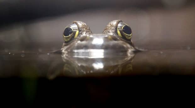 A bullfrog peers above the water in a display at the Trinity River Audubon Center. (Michael Ainsworth/Dallas Morning News/TNS)
