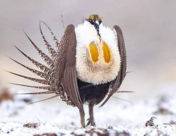 Greater Sage Grouse male, one of the endangered/threatened bird species in the US,performing mating display on lek (breeding ground).