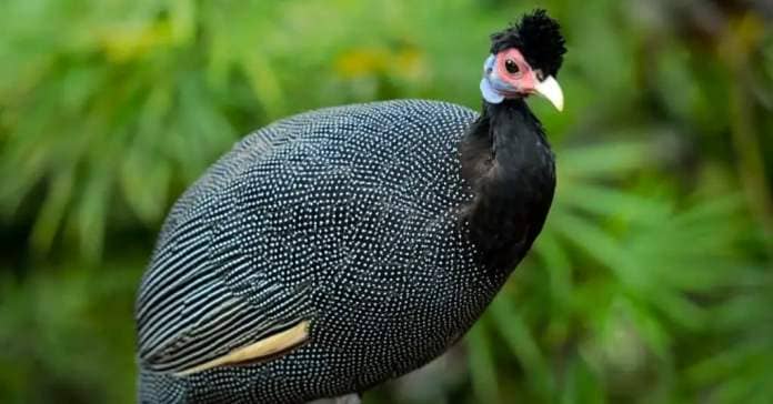 Close up of Crested Guineafowl