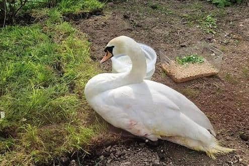 Another swan was attacked on Stanley Park. Credit: Brambles Wildlife Rescue