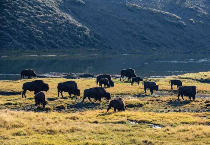 A herd of bison graze along the Yellowstone River in Hayden Valley on September 23, 2022, near Canyon Village, Wyoming.