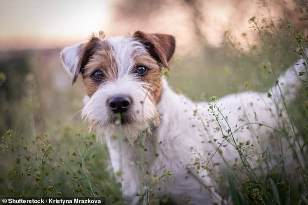 Parson type terriers were found to be some of the trickiest breeds to train. Pictured: a Parson Russell Terrier