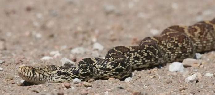 The GPS Ranger tours of Cheyenne Bottoms includes information on the area&#x002019;s reptiles, like this bull snake found crawling along a dike road. (File Photo)